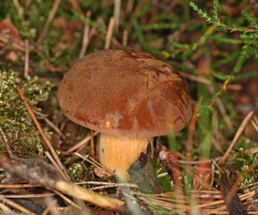 Young And Fresh Bay Bolete Boletus Badius