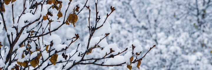 Snow on the branches of trees and bushes after a snowfall. Beautiful winter background with snow-covered trees. Plants in a winter forest park. Cold snowy weather. Cool panoramic texture of fresh snow