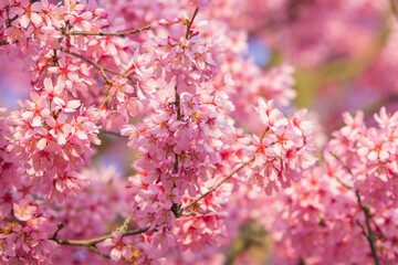 Obraz na płótnie Canvas Close up blooming branch cherry blossom sakura .Beautiful nature scene orchard.Spring flowers