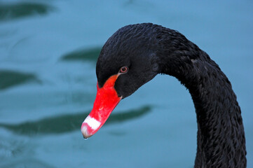 Black Swan, Cygnus Atratus