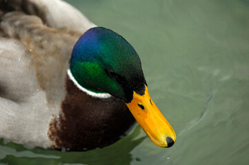 Drake, Mallards, Wild Duck, Anas Platyrhynchos