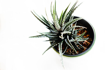 Close up  of succulent called Haworthia Fasciata isolated on a white background. View from top.