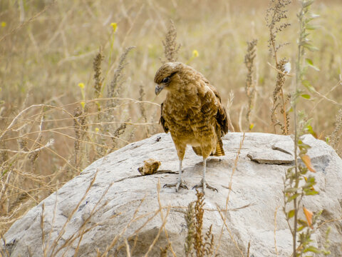 A large bird of prey, Chimango caracara, isolated, standing on top of a rock. Argentina native bird.