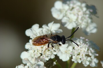 Blood Bee (Sphecodes sp.)