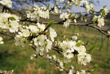 spring