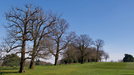 Fototapeta na wymiar View of trees against blue sky in winter with grass below