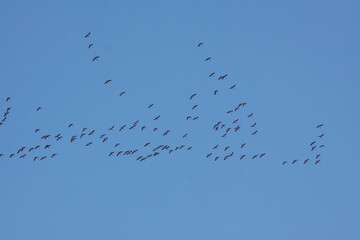 Crane