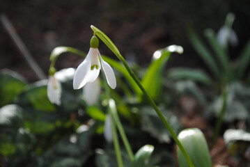 Snowdrop