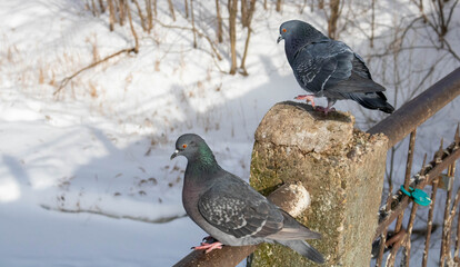 Pigeon on the railing of the pedestrian bridge in the park in winter