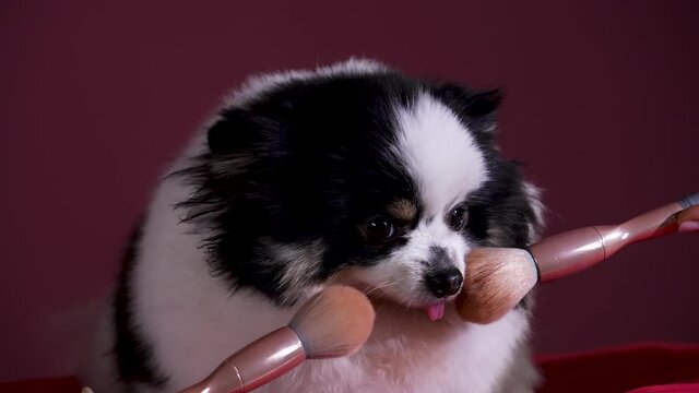 A cute black and white Pomeranian is make up with makeup brushes. The dog sits on a red pillow in the studio on a burgundy background. Beauty salon, women's cosmetics, make up. Slow motion. Close up.