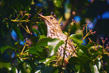Song thrush sitting on the branch amongst colourful flowers.