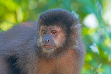 Capuchin monkey in the Tropics