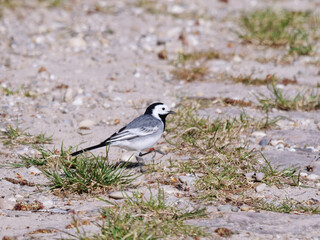 white wagtail perching on the ground in sunshine
