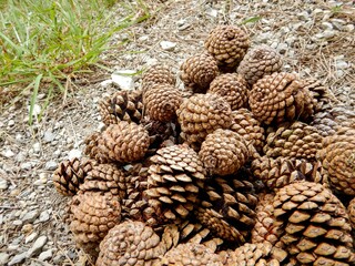 Pine cones on a path in the mountains