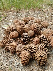 Pine cones on a path in the mountains