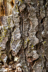 bark of a tree