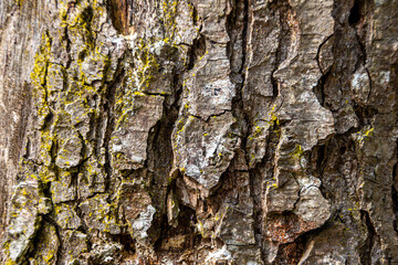 bark of a tree
