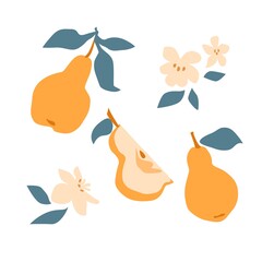 Set of fresh fruit yellow pear with green leaf, flower in hand drawing style isolated on white background. Vector flat illustration. Design for textiles, labels, posters, card