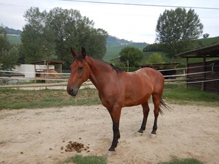 Horse in the fence of a farm