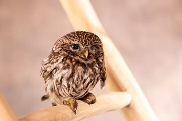 tiny owl