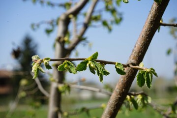 Hazelnut plant in the Langhe, Piedmont - Italy