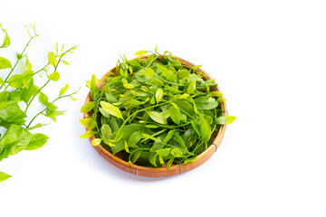 Melientha suavis pierre leaves on white