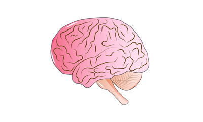 Brain 