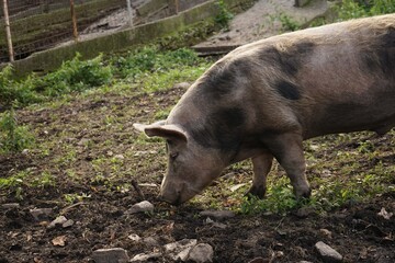 A pig on an outdoor farm