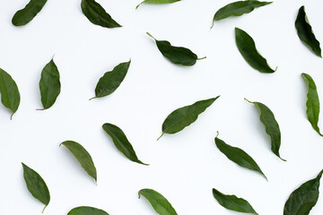Tiliacora triandra green leaves on white.