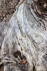 old wood texture