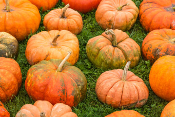 USA, Maine, Wells. Pumpkins in autumn.