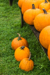 USA, Maine, Wells. Pumpkins in autumn.