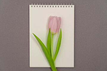 Open empty notebook and bouquet of pink tulip flowers on gray stone table top view in flat lay style. Woman working desk