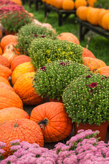 USA, Maine, Wells. Pumpkins in autumn.