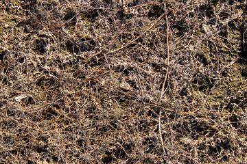 ground closeup