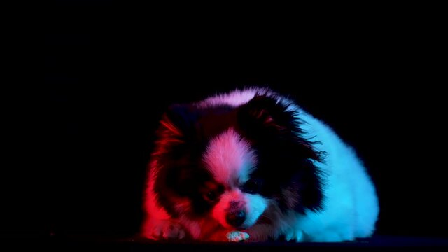 Satisfied black and white Pomeranian spitz lies and licks a piece of cookies, treats. Pet in the studio on a black background in red neon light. Slow motion. Close up.