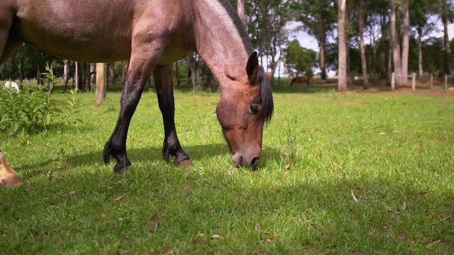 horse eating pasture

