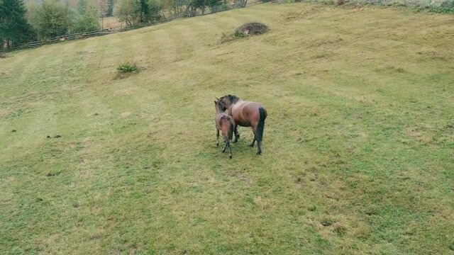 Chestnut mother horse and baby foal graze in pasture on rainy day. Cute brown horses family behind farm paddock. Horse breeding on mountains ranch. Colt and mare walking on green meadow. Slow motion