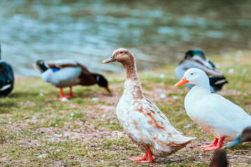 ducks by the river