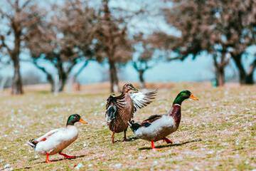 duck in the park