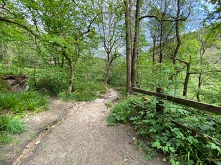 Ramblers trail, with wild plants, old trees, and rocks, in the centre of, Hardcastle Crags, Hebden Bridge, UK