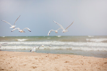 Fototapeta na wymiar Seagulls fly over the sea shore. Summer vacation