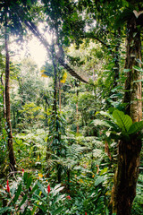 passage in the jungle deep green exotic foliage