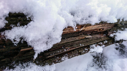 snow covered wood