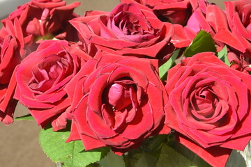 czerwone róze © drlmk