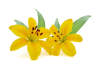 Beautiful Lily flower isolate on white 