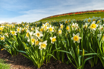 A field of daffodils blooming in the spring.