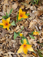 Yellow tulips in bloom