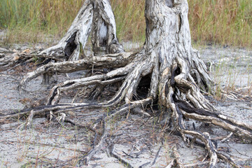 Spreading roots of a Paper Bark Tree