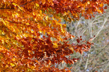 autumn leaves background